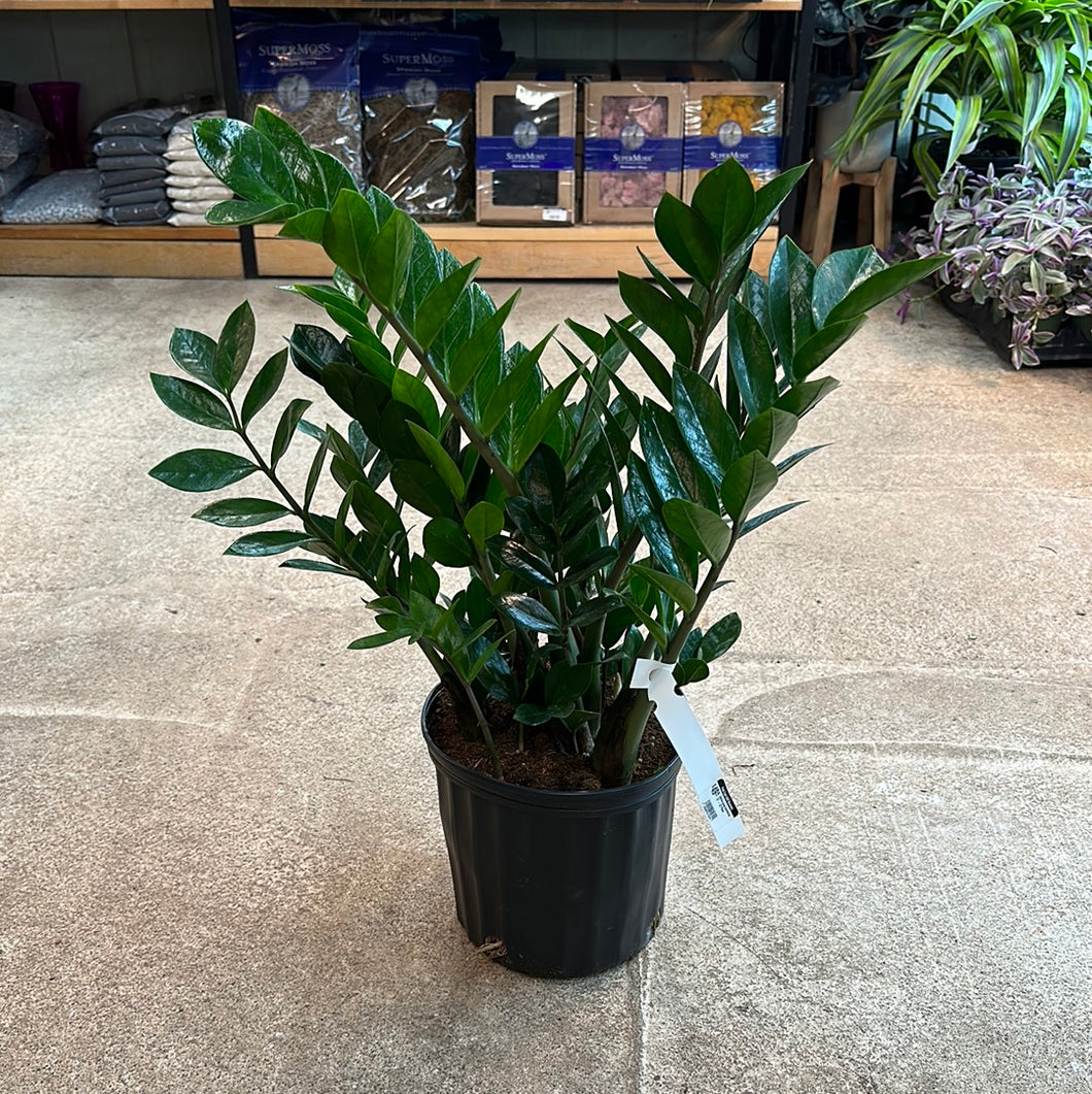 zamioculcas zamiifolia - plant zz - p21 Zamioculcas zamiifolia 10"