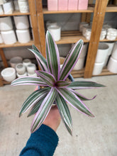 Load image into Gallery viewer, Rhoeo variegata 4" - Variegated Moses in a Boat