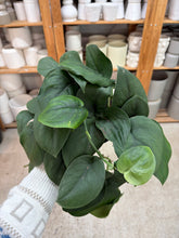 Load image into Gallery viewer, Scindapsus Jade Satin 6" - Pothos