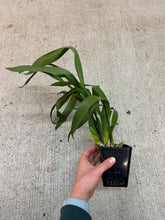 Load image into Gallery viewer, Miltassia Royal Robe Double 4"