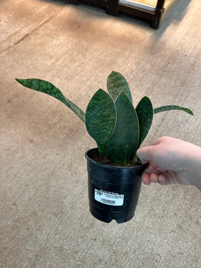 Sansevieria masoniana 5