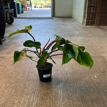 Load image into Gallery viewer, Philodendron &#39;Squamifermum&#39; 4&quot;