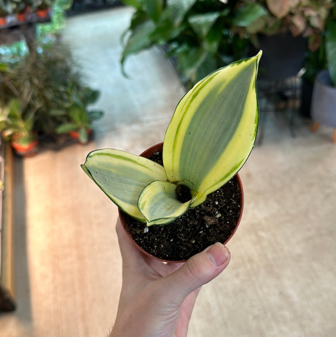 ghost snake plant Sansevieria Ghost 4"