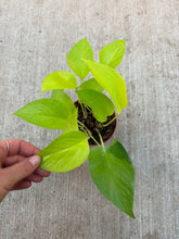 Load image into Gallery viewer, Epipremnum aureum neon 4&quot; - Pothos