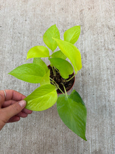Epipremnum aureum neon 4" - Pothos
