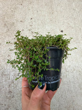 Load image into Gallery viewer, Soleirolia soleirolii 4" - Baby Tears