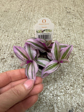 Load image into Gallery viewer, Tradescantia Nanouk 2" - Inch Plant