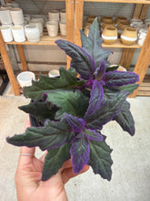 Load image into Gallery viewer, Gynura aurantiaca 4" - Purple Passion Plant