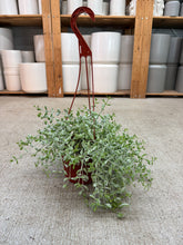 Load image into Gallery viewer, Cotyledon pendens 6" - Cliff Cotyledon