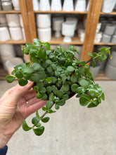 Load image into Gallery viewer, Portulacaria afra 4" - Elephant Bush