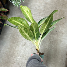 Load image into Gallery viewer, Aglaonema Green Bowl 4&quot;