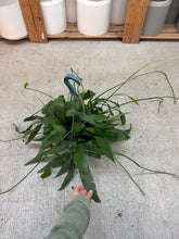 Load image into Gallery viewer, Epiphyllum oxypetalum 8&quot; - White Day Blooming Cactus