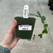 Load image into Gallery viewer, Dioscorea elephantipes 4&quot; - Elephant&#39;s Foot