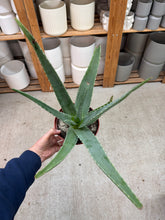 Load image into Gallery viewer, Aloe Vera 6"