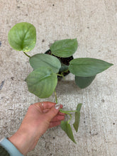 Load image into Gallery viewer, Scindapsus platinum 4" - Satin Pothos