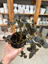 Load image into Gallery viewer, Pilea depressa 'Chocolate' 4"