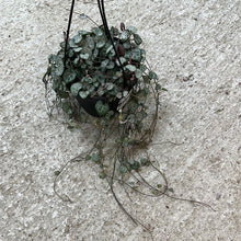 Load image into Gallery viewer, Ceropegia woodii 6&quot; HB