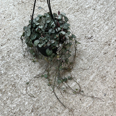 Ceropegia woodii 6