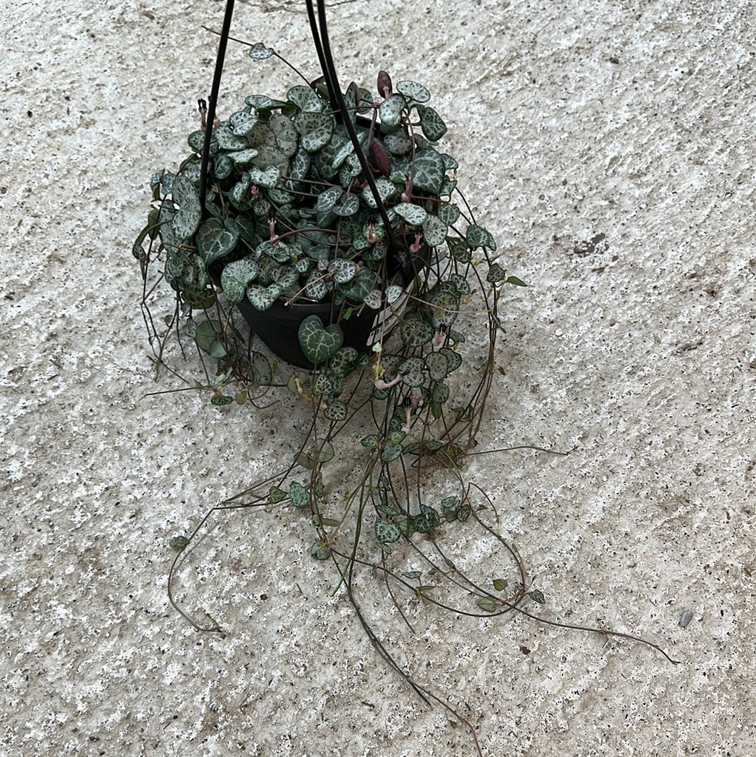 Ceropegia woodii 6