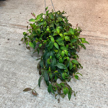 Load image into Gallery viewer, Aeschynanthus &#39;Black Pagoda&#39; 6&quot; - Lipstick Plant
