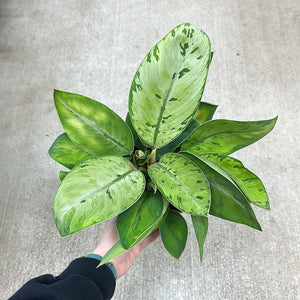 Homalomena Selby 6" - Queen of Hearts