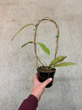 Load image into Gallery viewer, Hoya peninsularis 'Teddy Bear' 4"