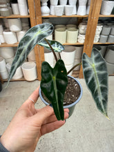 Load image into Gallery viewer, Alocasia amazonica 'Bambino' 4"