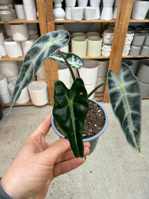Alocasia amazonica 'Bambino' 4