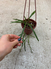 Load image into Gallery viewer, Hoya insularis 4" - Wax Plant