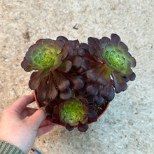 Load image into Gallery viewer, Aeonium arboreum &#39;Schwarzkopf&#39; 6&quot; - Black Rose