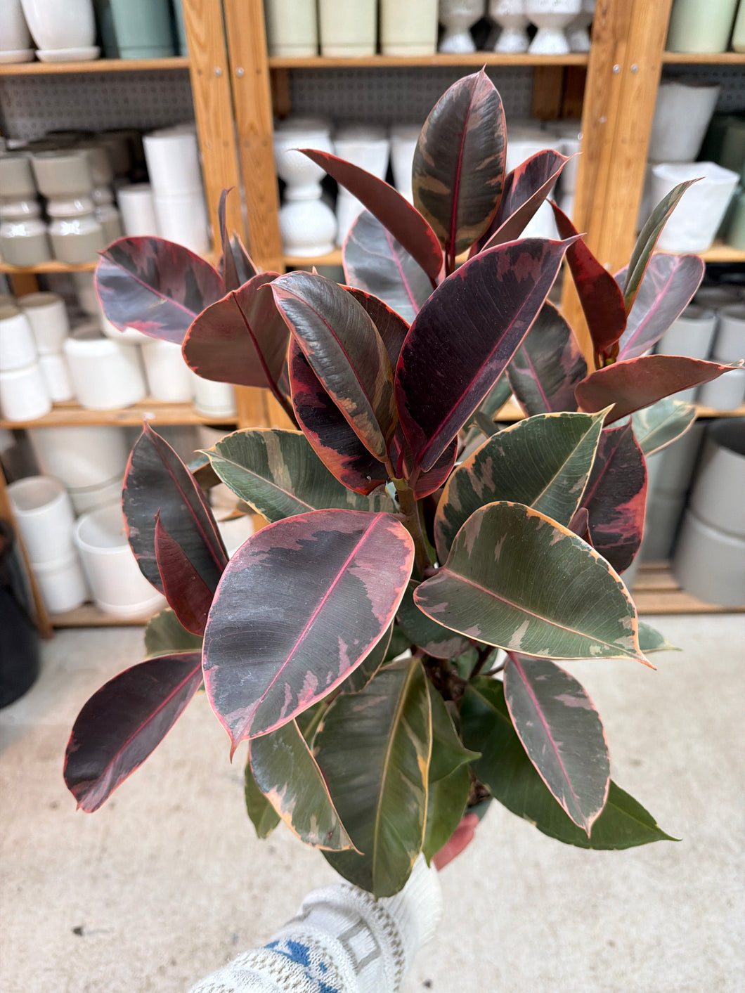 ruby red house plant Ficus 'Ruby' 6"