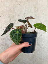 Load image into Gallery viewer, Begonia 'Ferox' 4"