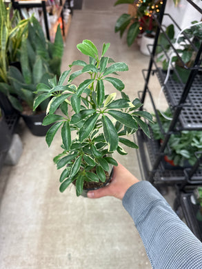 Schefflera Moonlight 4