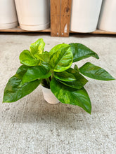 Load image into Gallery viewer, Epipremnum Monet Sol 4" - Pothos