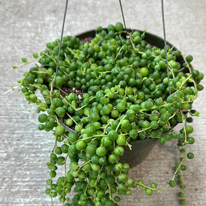 Senecio rowleyanus 6" HB - String of Pearls