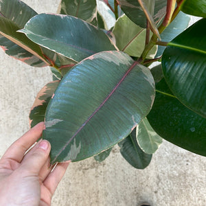 Ficus Ruby 10" - Rubber Plant