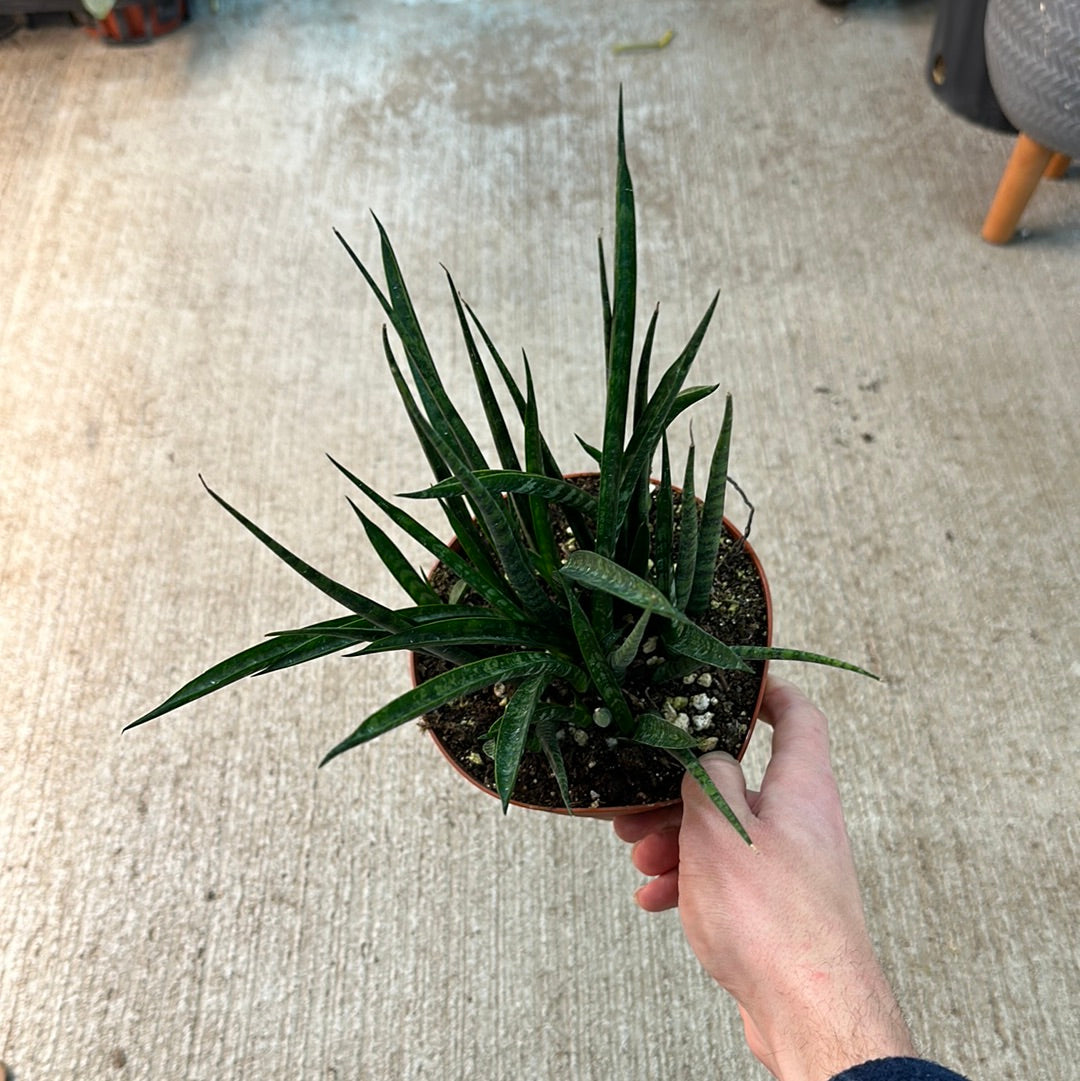 mikado snake plant Sansevieria Fernwood Mikado 6"