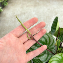 Load image into Gallery viewer, Peperomia Watermelon 6&quot;