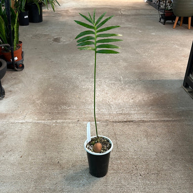 Dioon spinulosum - 