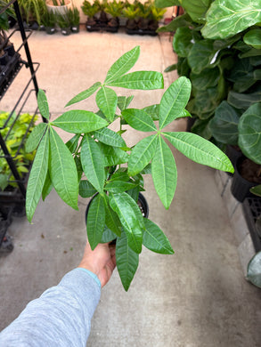 Pachira aquatica 6