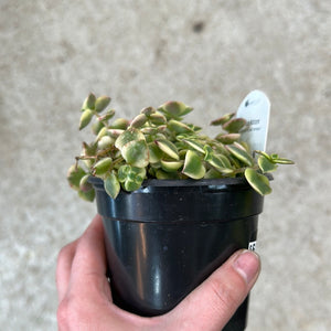 Crassula pellucida f. variegata 4" - Calico Kitten