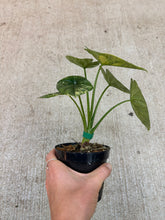 Load image into Gallery viewer, Alocasia Sinuata Variegata 4"