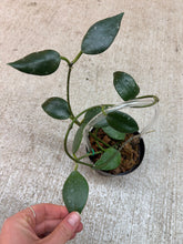 Load image into Gallery viewer, Hoya rundumensis 4"