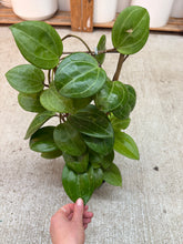 Load image into Gallery viewer, Hoya latifolia (sarawak) 4"