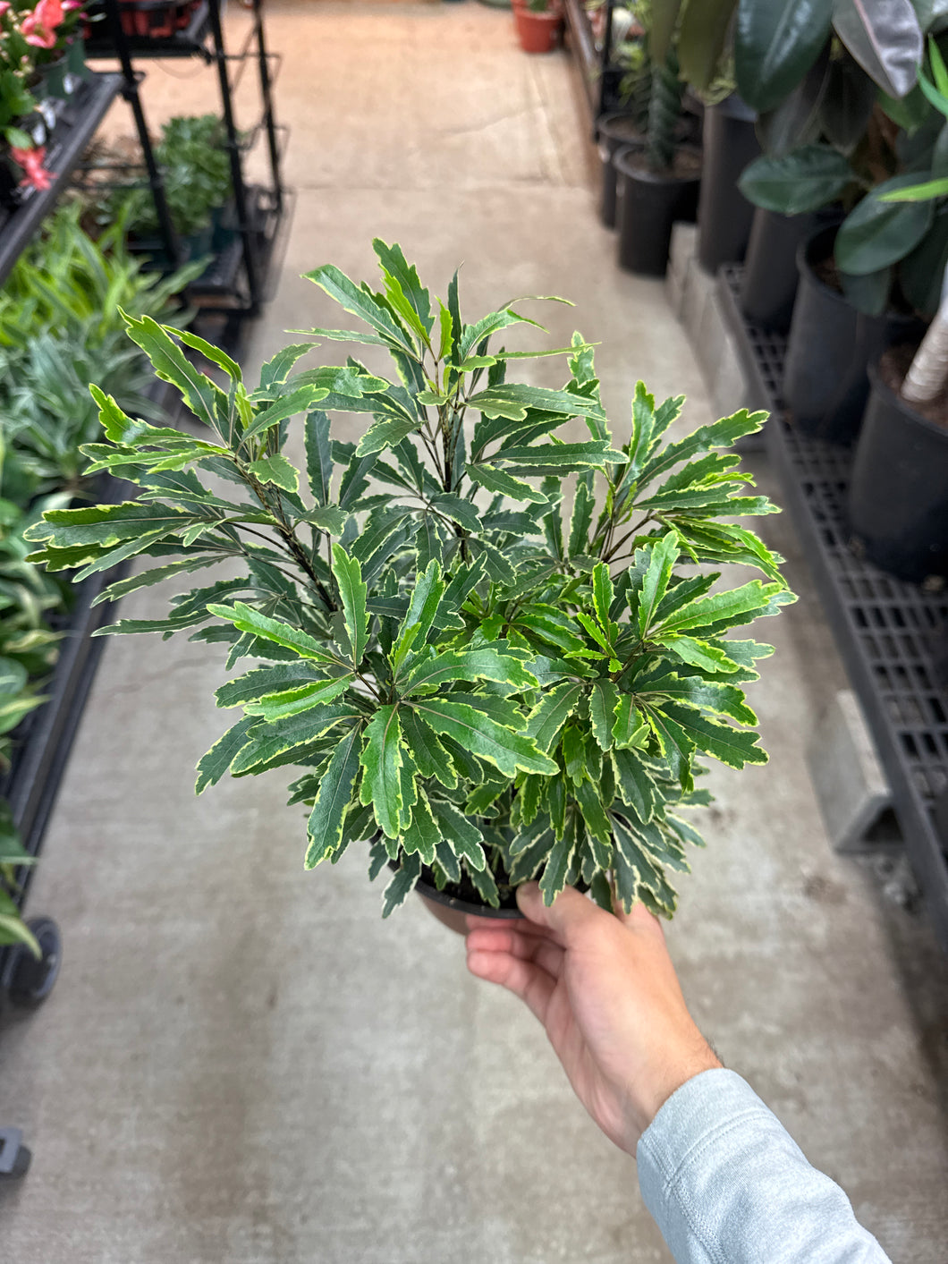 false aralia indoor plant Aralia Bianca 6" – Kent East Hill Nursery