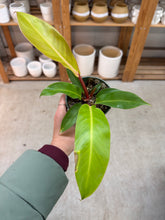 Load image into Gallery viewer, Philodendron Prince of Orange 4"