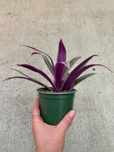 Load image into Gallery viewer, Rhoeo variegata 4" - Variegated Moses in a Boat