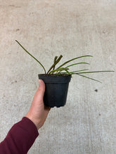 Load image into Gallery viewer, Hoya Insularis 4&quot;