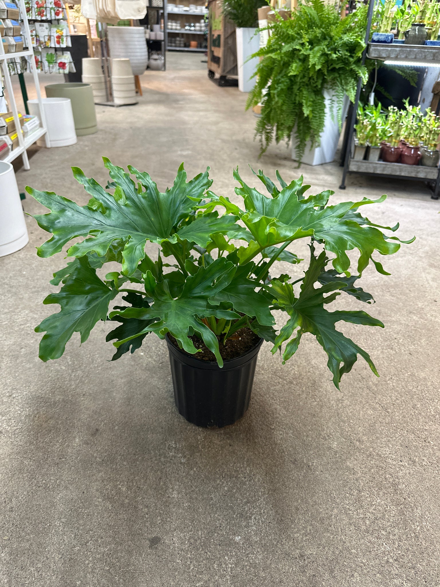 philodendron enzie plug Philodendron Enzi 8" – Kent East Hill Nursery