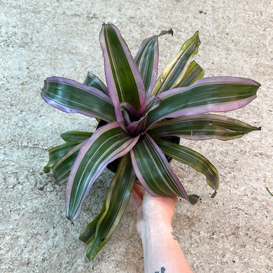Vriesea 'Pink Magic' 6